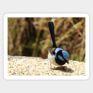 Superb Fairy Wren in Norton Summit Sticker